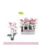 Phalaenopsis Multiflora Розова Aromio Floral Opti-flor Ароматна Без Цветя