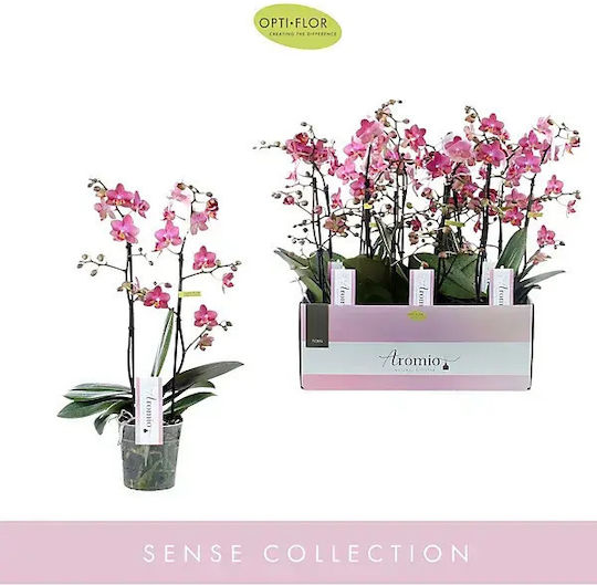 Phalaenopsis Multiflora Розова Aromio Floral Opti-flor Ароматна Без Цветя