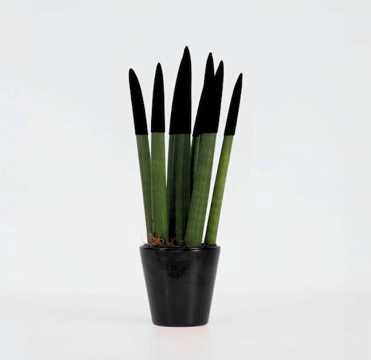 Sansevieria Velvet Touch Black