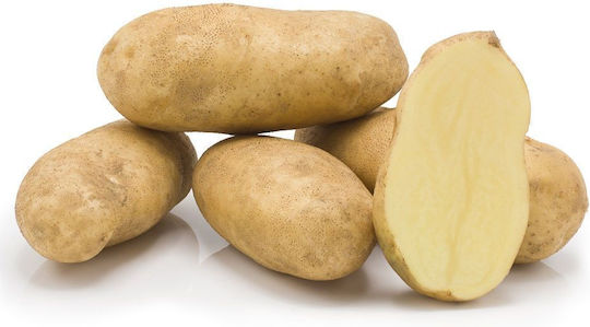 AgriMore Samen Für Kohl
