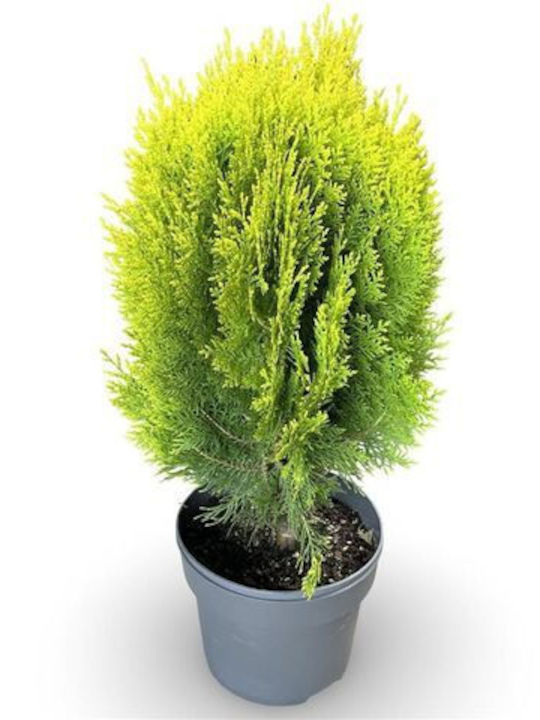 Τούγια Thuja Aurea Nana Τούγια Thuja Aurea Nana