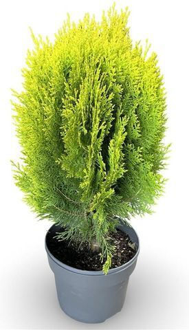 Τούγια Thuja Aurea Nana