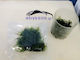 Taxiphyllum Barbieri Java Moss 125ml