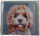 Action Lab Magnet Poodle Moca