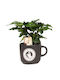Καφεόδεντρο Coffea Arabica Σκούρο Weihnachtliche Becher Braun Weihnachtlich Becher Braun