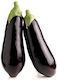 Gemma Seeds Aubergine Black 1gr