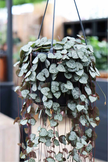 Ceropegia Woodii ”string Hearts” Kρεμαστό Φυτό