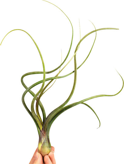 Αερόφυτο Tillandsia Baileyi