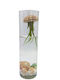 Σύνθεση Tillandsia Jellyfish – Tillandsia Usneoides