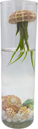 Σύνθεση Tillandsia Jellyfish – Tillandsia Usneoides Σύνθεση Tillandsia Jellyfish – Tillandsia Usneoides
