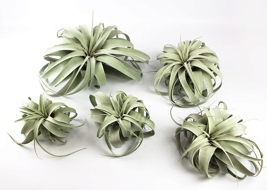 Αερόφυτο Tillandsia Xerographica