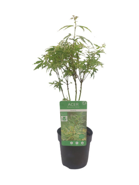 Ιαπωνικό Πλατάνι Acer Palmatum ”butterfly” Ιαπωνικό Πλατάνι Acer Palmatum ”butterfly”
