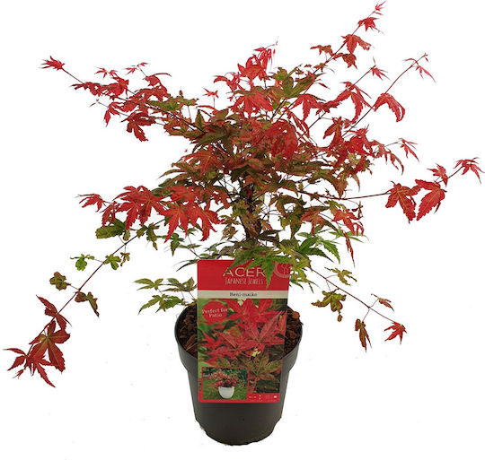 Acer Palmatum “beni Maiko” Acer Palmatum “beni Maiko”