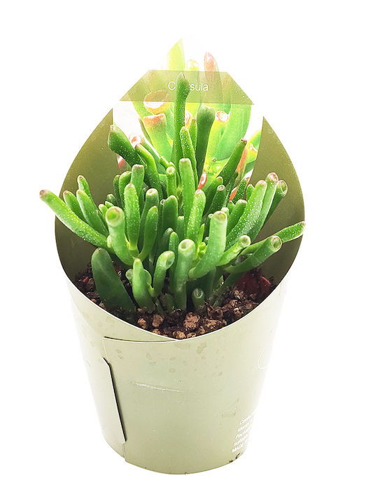 Crassula Ovata Gollum Παχύφυτο “ Αυτιά Του Shrek” – 12εκ Crassula Ovata Gollum Παχύφυτο “ Αυτιά Του Shrek” – 12εκ