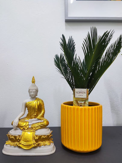 Compoziție Cycas Ghiveci Ceramică