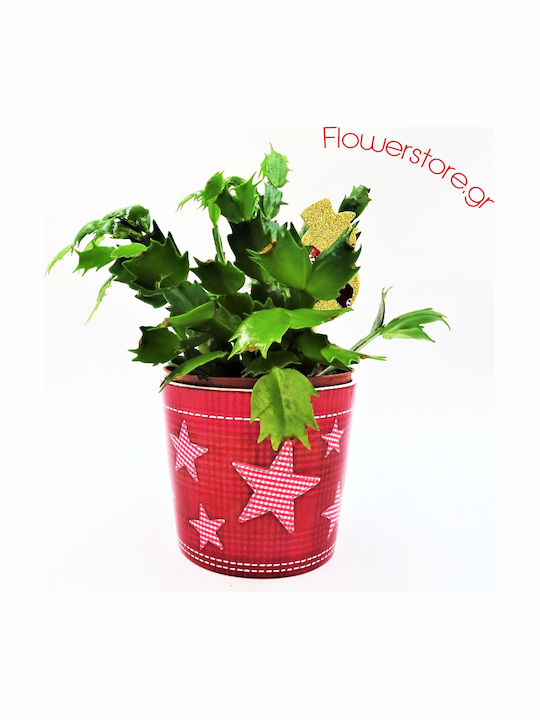 Cactus De Crăciun – Ghiveci De Crăciun 20 Cm