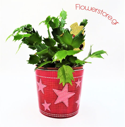Weihnachtskaktus – Weihnachtsdekorationen mit Bäumen Glastopf 20 cm