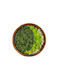 Arrangement Moss Dried Preserved Decorative Tabletop
