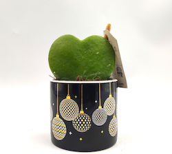 Christmas Jewel Hoya Kerri 16εκ