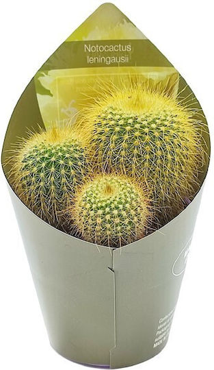 Cactus Notocactus Leninghausii