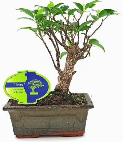 Authentic Ficus Baby Bonsai