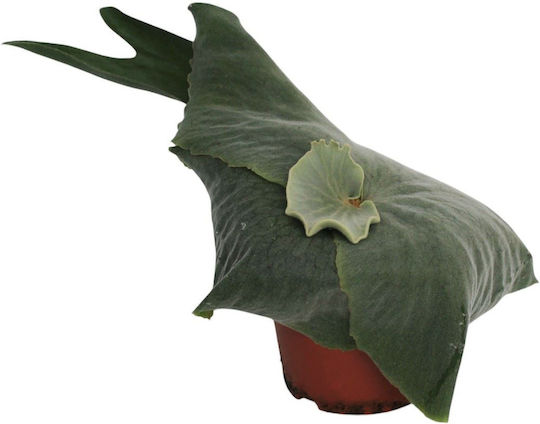 Platycerium Fern Staghorn Platycerium Superbum