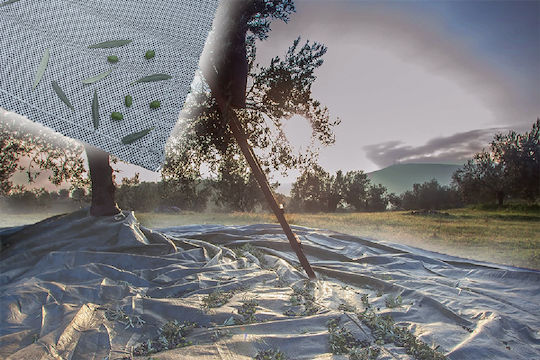 GTC Olive Sail 5x8m Density 100gr/m²