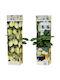 Пепино Solanum Muricatum Pepino Gold