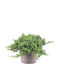 Juniperus Procumbens 'nana' 13см