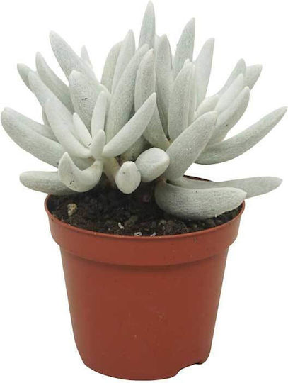 Senecio 'mont Blanc' 8,5 cm