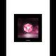 Blackpink Square Up K-pop Album