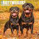 Rottweilers 2026 Wall Calendar Willow Creek Press Wlcp