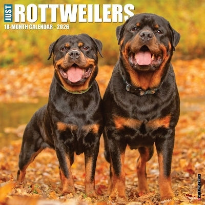 Rottweilers 2026 Wall Calendar Willow Creek Press Wlcp
