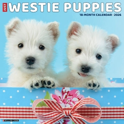 Westie Puppies 2026 12 X 12 Wall Calendar Willow Creek Press Willow Creek Press Calendars