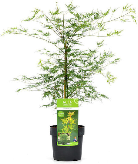 Acer Palmatum “emerald Lace”