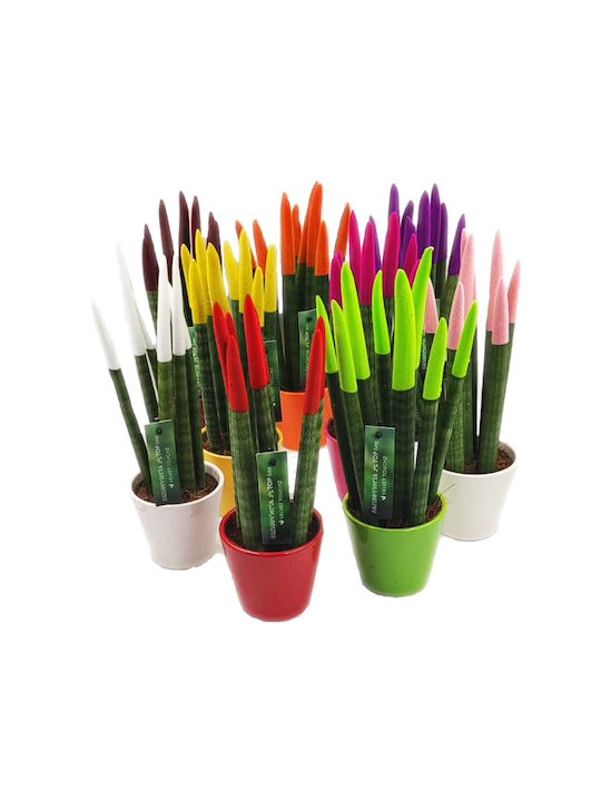 Sansevieria Zylindrische Topfpflanze Verschiedene Farben – 30-32cm Höhe