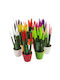 Sansevieria Zylindrische Topfpflanze Verschiedene Farben – 30-32cm Höhe