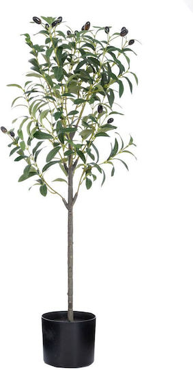 Olive in Topfpflanze Iliadis Olive in Topfpflanze Iliadis