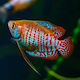 Gourami Dwarf Neon Male