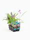 Орхидея Bletilla Striata Garden