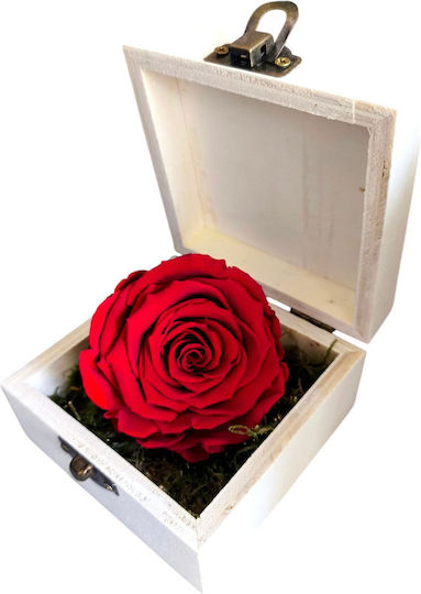 All Saints Red Rose Wooden Box H:5 Cm W:10 Cm Milvaflowers