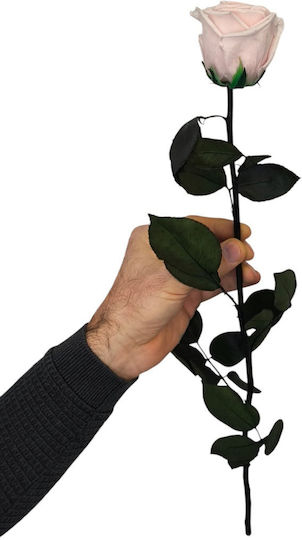 Παντοτινό Τριαντάφυλλο Ρόζ 50cm Διάφανο Κουτί 55 Cm Χ 6cm Milva Flowers