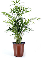 Chamaedorea H 30 W 12 Milvaflowers