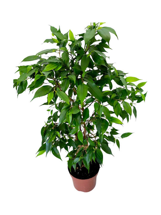 Φικος Μπεντζαμιν Υ 50 Εκ Π 12cm Milvaflowers