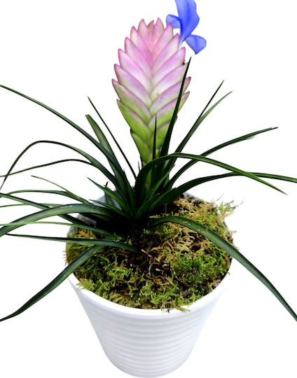 Τηλανσια Πήλινη Γλάστρα Υ 25cm Milvaflowers