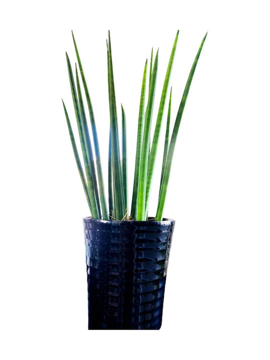 Sansevieria Cylindrical Black Clay Plant Height 38 Cm Width 13cm Milvaflowers