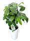 Succulent Ceramic H 40cm W 15cm Milvaflowers