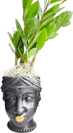 Zamia Terrarium Keramik Topf Gesicht Pflanzenhöhe 35cm