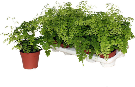 Φτέρη Adiantum Rad Fragrans