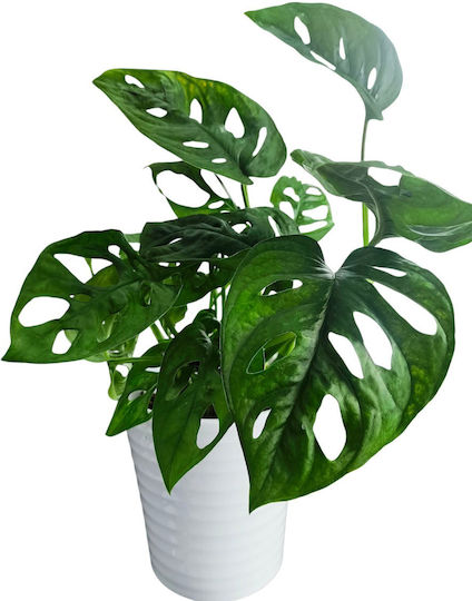 Μονστερα Adansonii Πήλινο Λευκό Κασπώ Υ 30 Cm Π 13 Cm Milvaflowers